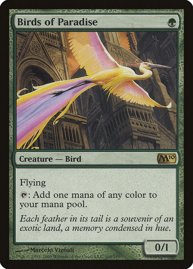 birds of paradise
